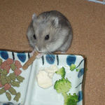 ミートジャーキーを食べるコーキ