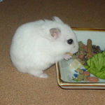 乾燥フルーツを食べるアイ