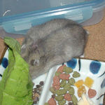 蕎麦の実を吸い込んでいます