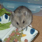 乾燥フルーツを食べるコーキ