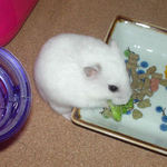 ブロッコリーを食べるアイ