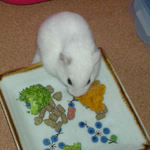 カボチャを食べるアイ