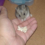 コメコメポップを受け取るコーキ