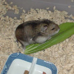 青梗菜に齧りつくユウキ