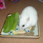 りんごチップに齧りついています