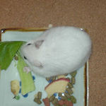 青梗菜に齧りつくアイ