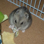 煮干を食べるコーキ