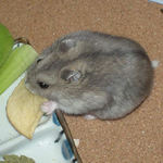 りんごチップを食べるコーキ