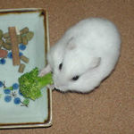 ブロッコリーを食べるアイ