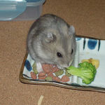 ブロッコリーを食べるコーキ