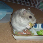 バナナチップに齧りつくコーキ