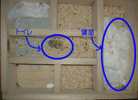 地下型巣箱の使用状況(アイ)