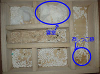 地下型巣箱の使用状況(ユウキ)