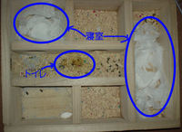 地下型巣箱の使用状況(アイ)