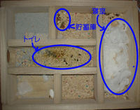 地下型巣箱の使用状況(アイ)