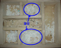 地下型巣箱の使用状況(ユウキ)