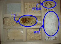 地下型巣箱の使用状況(アイ)