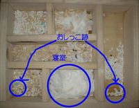 地下型巣箱の使用状況(ユウキ)
