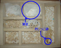 地下型巣箱の使用状況(ユウキ)