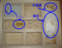 地下型巣箱の使用状況(アイ)