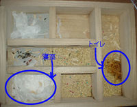 地下型巣箱の使用状況(アイ)