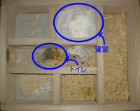 地下型巣箱の使用状況(アイ)