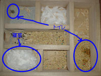 地下型巣箱の使用状況(アイ)