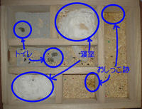 地下型巣箱の使用状況(アイ)