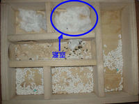 地下型巣箱の使用状況(ユウキ)