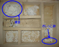 地下型巣箱の使用状況(ユウキ)