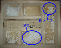 地下型巣箱の使用状況(ユウキ)