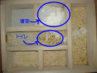 地下型巣箱の使用状況(アイ)