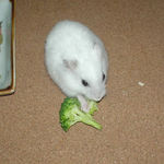 ブロッコリーを食べるアイ