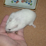 蕎麦の実を拾っているアイ