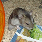 ペレット団子を食べるユウキ