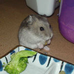 煮干を食べるコーキ