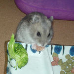 乾燥パパイヤを食べるコーキ