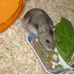 ペレット団子を食べるユウキ