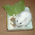 エサ皿を捜索中