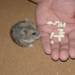 コメコメポップを頂くコーキ