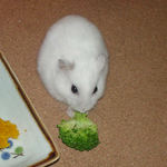 ブロッコリーを食べるアイ