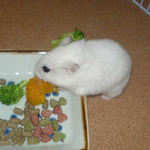 かぼちゃを食べるアイ