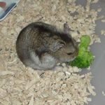 ブロッコリーに齧りついているユウキ