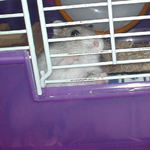 ケージから覗いているコーキ