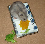 かぼちゃも食べるコーキ