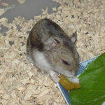 ペレット団子を食べるユウキ