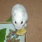 バナナチップを持っていこうとするアイ