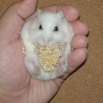 あっさりと腹出し食い