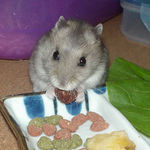 レーズンを食べるコーキ