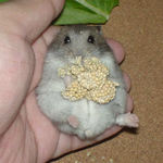 やっぱりオスでしょ